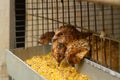 Young quail fattening in cages on a quail farm Royalty Free Stock Photo