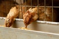 Young quail fattening in cages on a quail farm Royalty Free Stock Photo