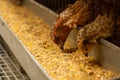 Young quail fattening in cages on a quail farm Royalty Free Stock Photo