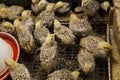 Young quail grow up in a special box for young animals