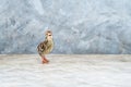 A young quail walks on a cement wall