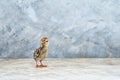 A young quail walks on a cement wall