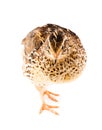 Young quail