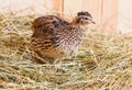 Young quail