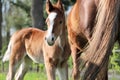 A young Quarter Horse colt standing in the meadow with his mother