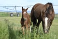 Young Quarter Horse Filly and Mare