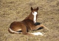 Young quarter horse foal laying in straw. Royalty Free Stock Photo