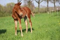 Young Quarter Horse foal