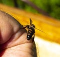 Young queen bee on the beekeepers hand Royalty Free Stock Photo