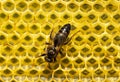 Young queen bee on a honeycomb