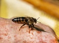 Young queen bee on the beekeepers hand Royalty Free Stock Photo