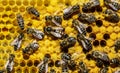 The young queen bee moves on honeycombs.