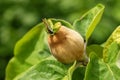 Young quince fruit developing in tree close up Royalty Free Stock Photo