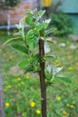 Young quince growing