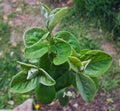 Young quince growing