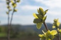 Young quince leaf growing on the tip of the branch Royalty Free Stock Photo