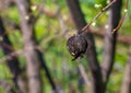 Young quince leaves in early spring and last year\'s rotten fruit on the branches. Life conquers death