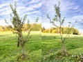 Young quince tree, photo before and after pruning Royalty Free Stock Photo