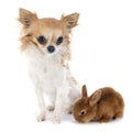 Young rabbit and chihuahua