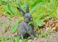 Young rabbit 7