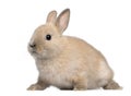 Young rabbit in front of white background