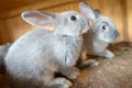 Young Rabbit inside wood cage at the farm on easter time Royalty Free Stock Photo