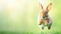 Young rabbit leaps joyfully across a sunlit meadow surrounded by soft grass and blurred greenery during a bright afternoon Royalty Free Stock Photo