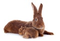 Young rabbit and mother