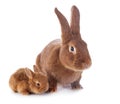 Young rabbit and mother
