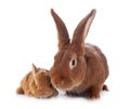 Young rabbit and mother