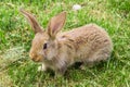 Young rabbit with protruding ears on green grass.