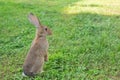 Young rabbit sat up on hind legs on the meadow. Bunny is very alert. Space for copy