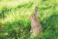 Young rabbit sat up on hind legs in the park at a Summer`s evening. Bunny is very alert. Space for copy