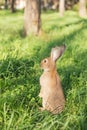 Young rabbit sat up on hind legs in the park at a Summer`s evening. Bunny is very alert.