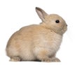 Young rabbit, sitting in front of white background Royalty Free Stock Photo