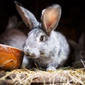 Young rabbits in a hutch Royalty Free Stock Photo