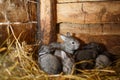 Young rabbits in a hutch Royalty Free Stock Photo