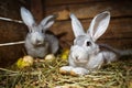 Young rabbits in a hutch