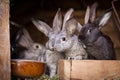 Young rabbits popping out of a hutch