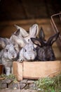 Young rabbits popping out of a hutch