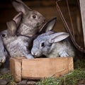 Young rabbits popping out of a hutch