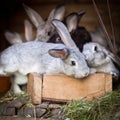 Young rabbits popping out of a hutch Royalty Free Stock Photo