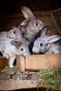 Young rabbits popping out of a hutch Royalty Free Stock Photo