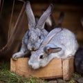 Young rabbits popping out of a hutch Royalty Free Stock Photo