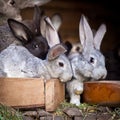 Young rabbits popping out of a hutch Royalty Free Stock Photo