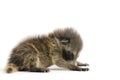 Young Raccoon