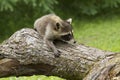 Little Raccoon Walking Along a Fallen Tree Royalty Free Stock Photo