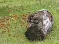 Young Raccoon Climbing on a Log