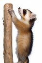 Young Raccoon Climbing Wooden Post
