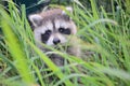 Young Raccoon